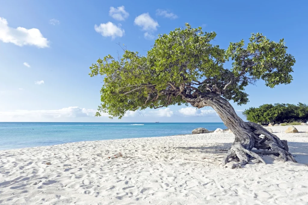 Indalo-Aruba-Guide-Galerie-3