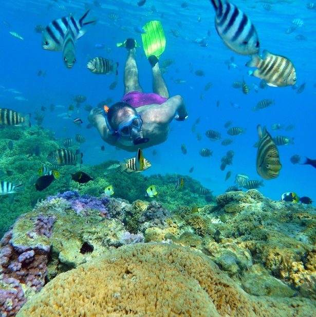 Jardin de Corail