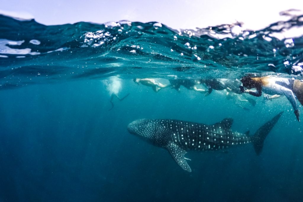 Indalo_Maldives_LUX_Sport-snorkeling