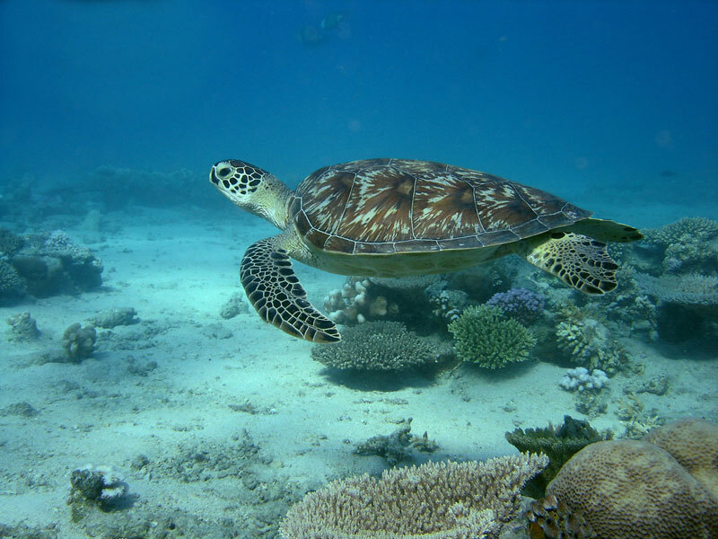 Indalo_Mayotte_Guide_Tortue