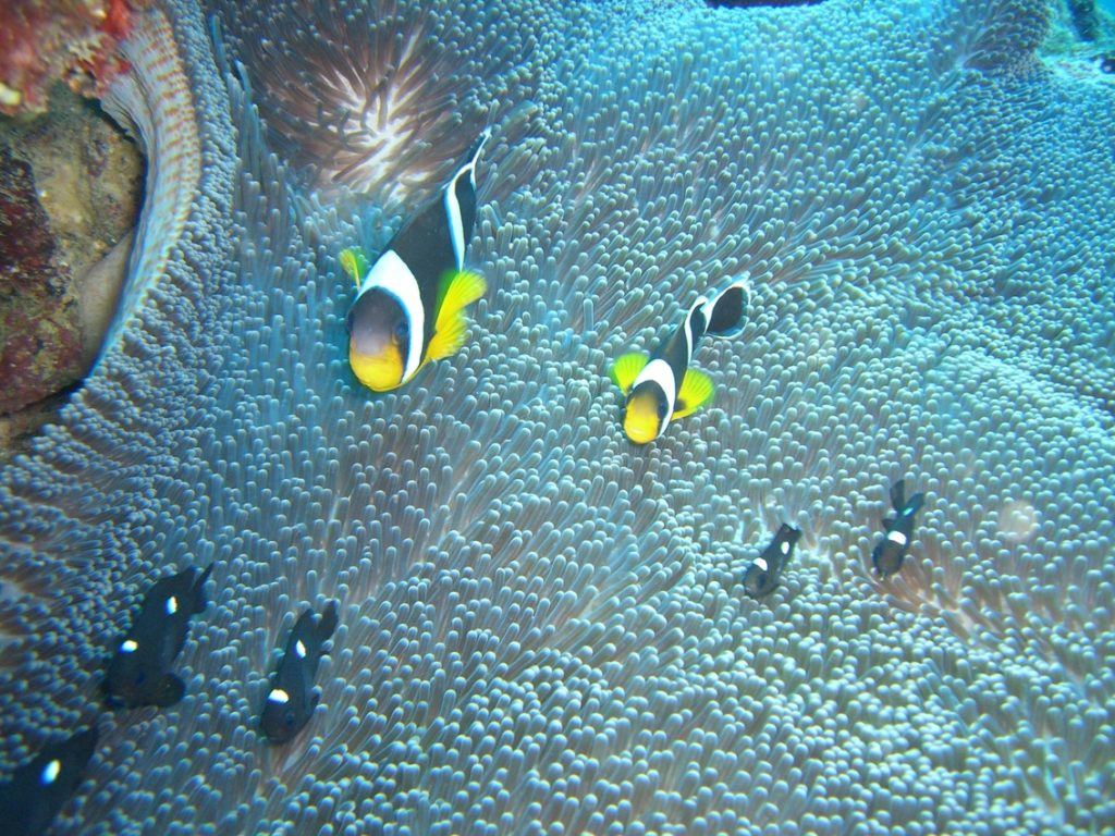 Indalo_Rodrigues_Guide_Snorkeling